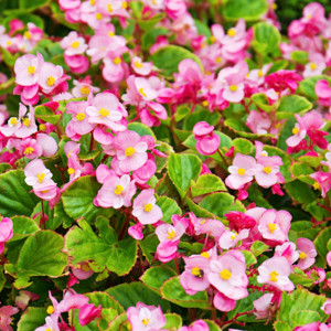 Wax Begonia